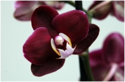 orchid.jpg?w=252&h=167