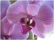 orchid12.jpg?w=223&h=167
