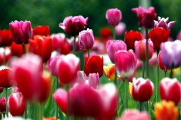tulip-2.jpg?w=256&h=170